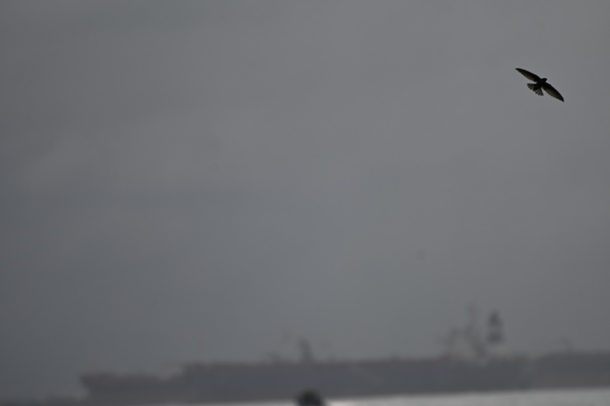 Apodidae sp. - ML647178240