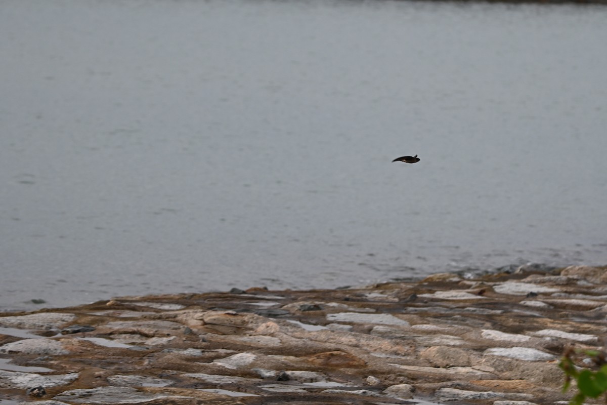 Apodidae sp. - ML647178241