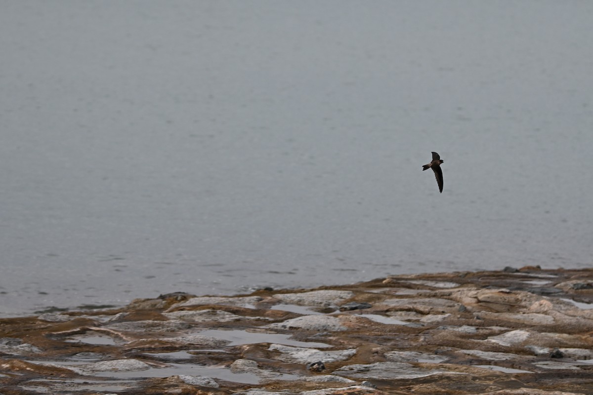 Apodidae sp. - ML647178242