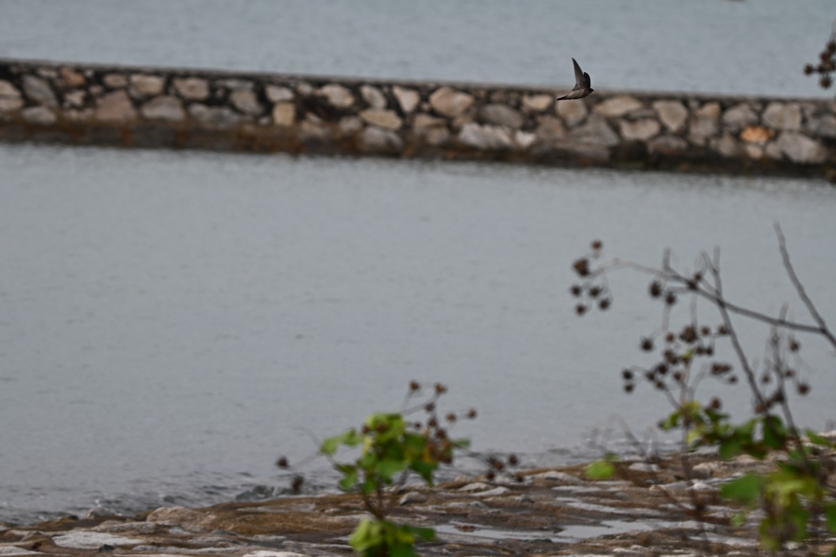 Apodidae sp. - ML647178243