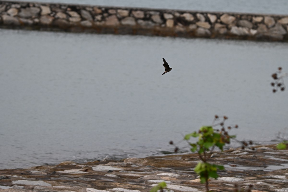 Apodidae sp. - ML647178244