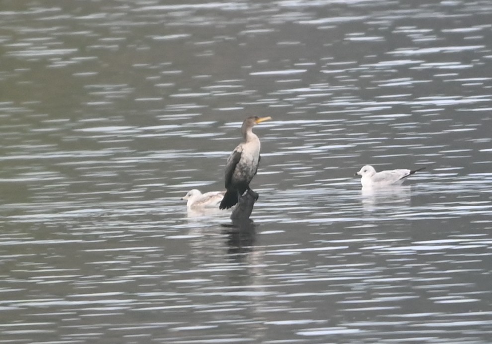 Cormoran à aigrettes - ML647178246