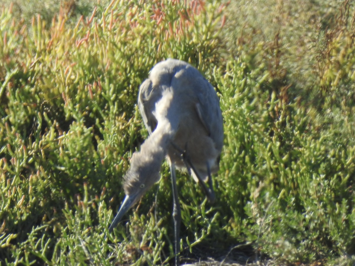 Reddish Egret - ML647178249
