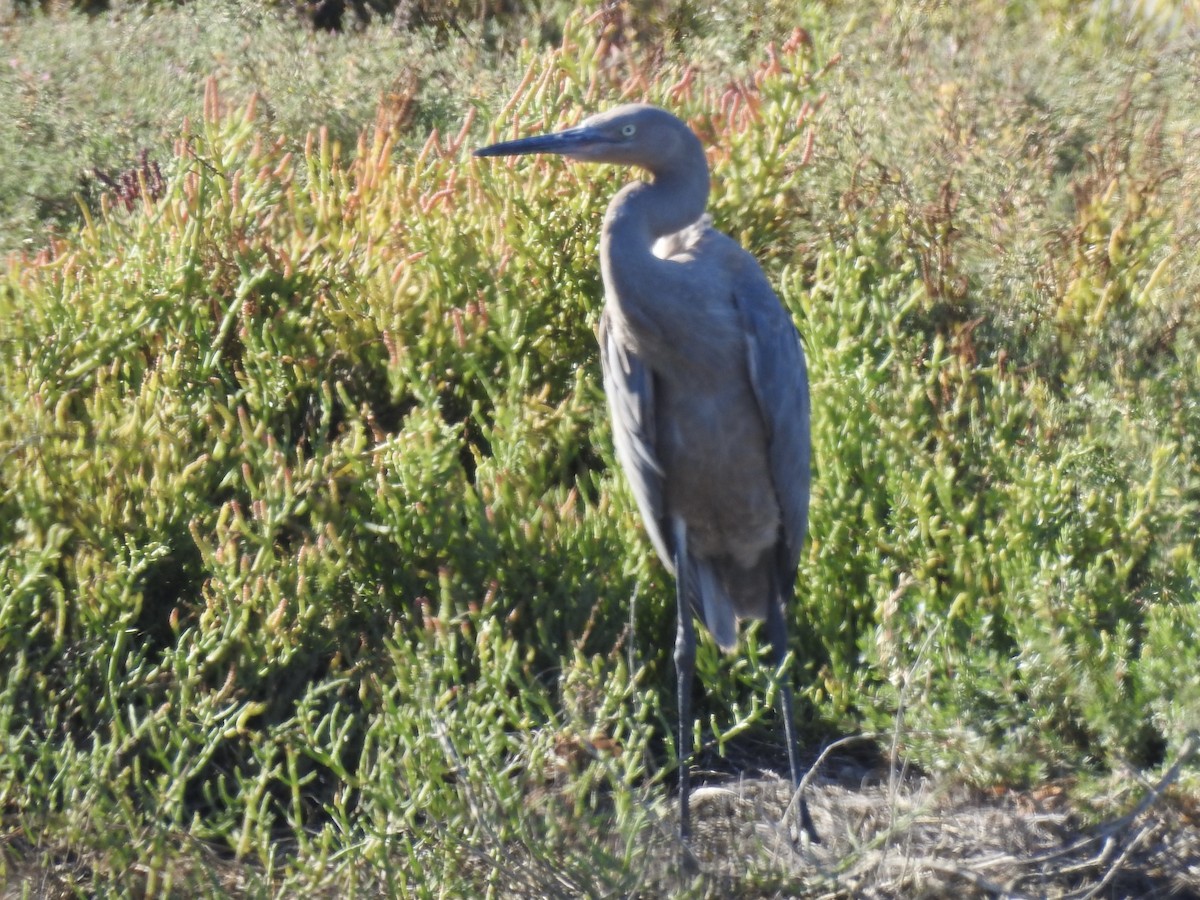 Reddish Egret - ML647178250
