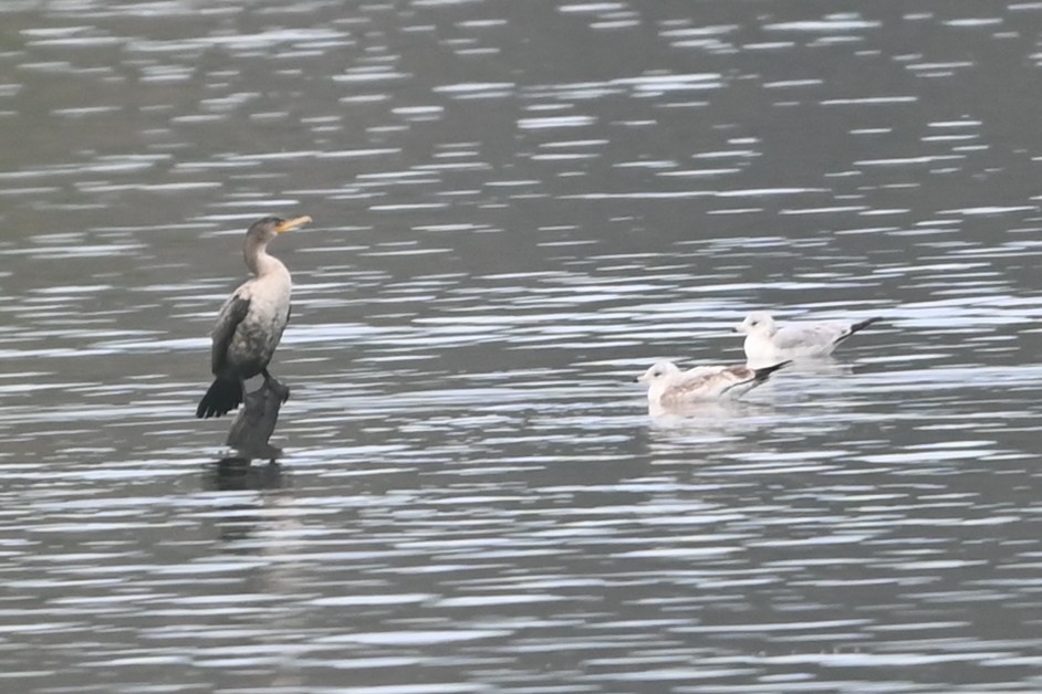 Cormoran à aigrettes - ML647178251