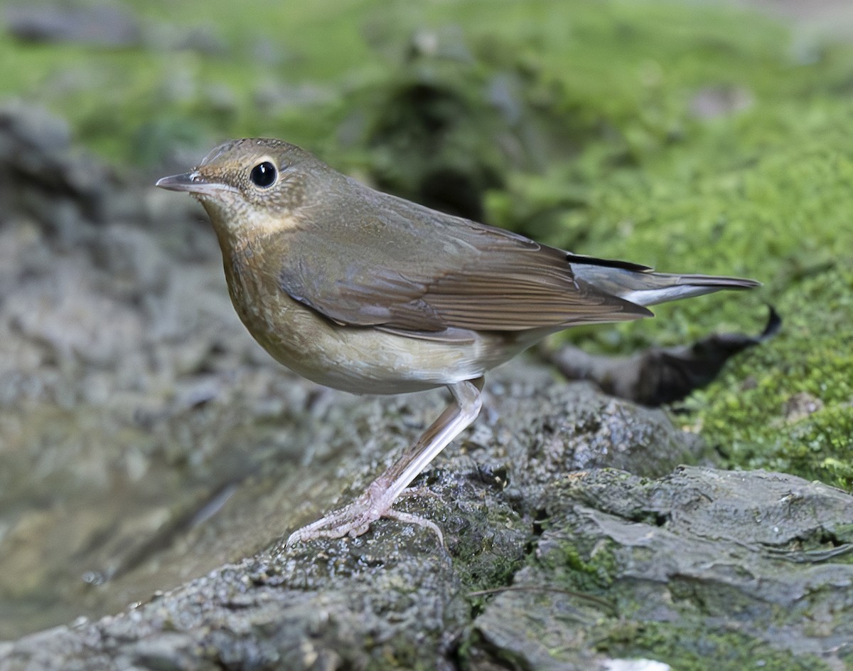 Siberian Blue Robin - ML647178252