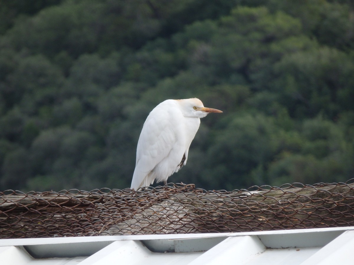 Western Cattle-Egret - ML647178253