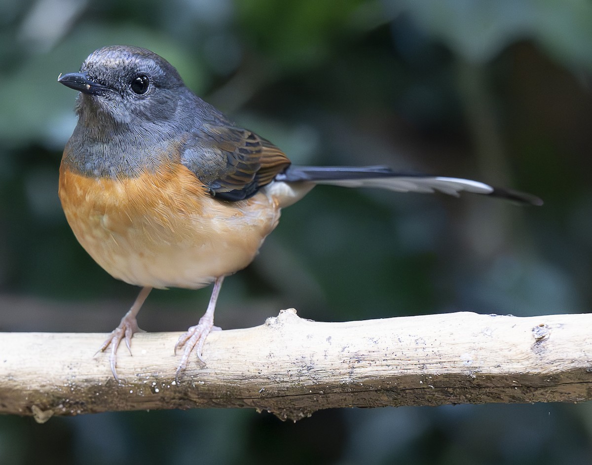 白腰鵲鴝 - ML647178270