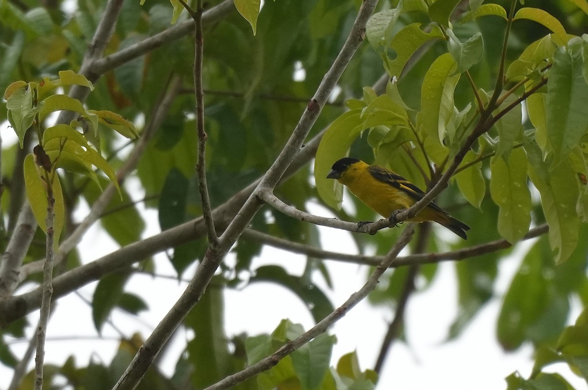 Yellow-faced Siskin - ML647178277