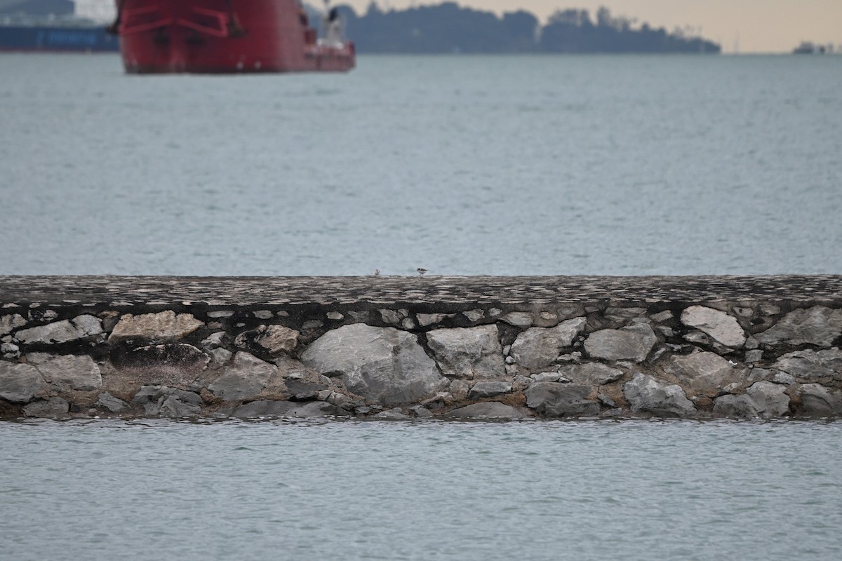 Corriere piccolo - ML647178286