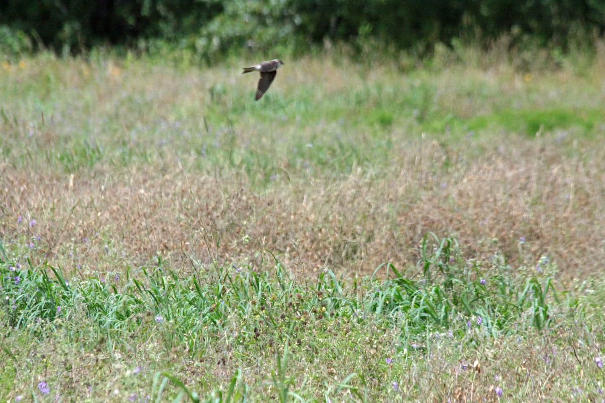 Uhalde-enara arrunta - ML647178297