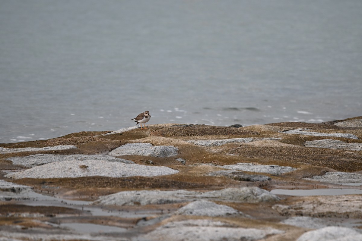 Corriere piccolo - ML647178306