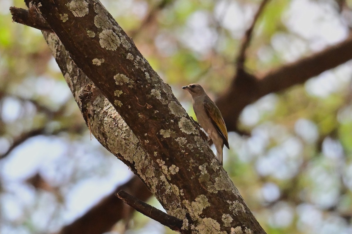 Lesser Honeyguide - ML647178308