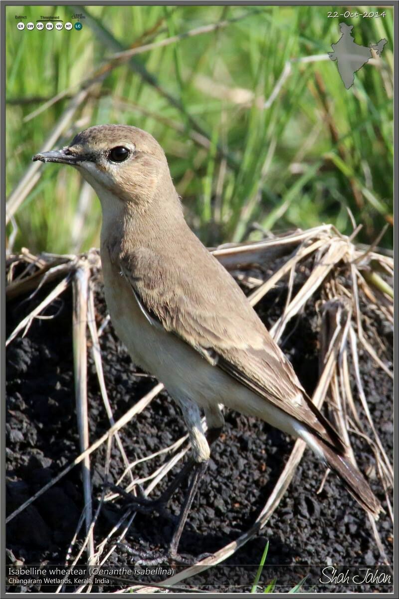 Isabelline Wheatear - ML64717831