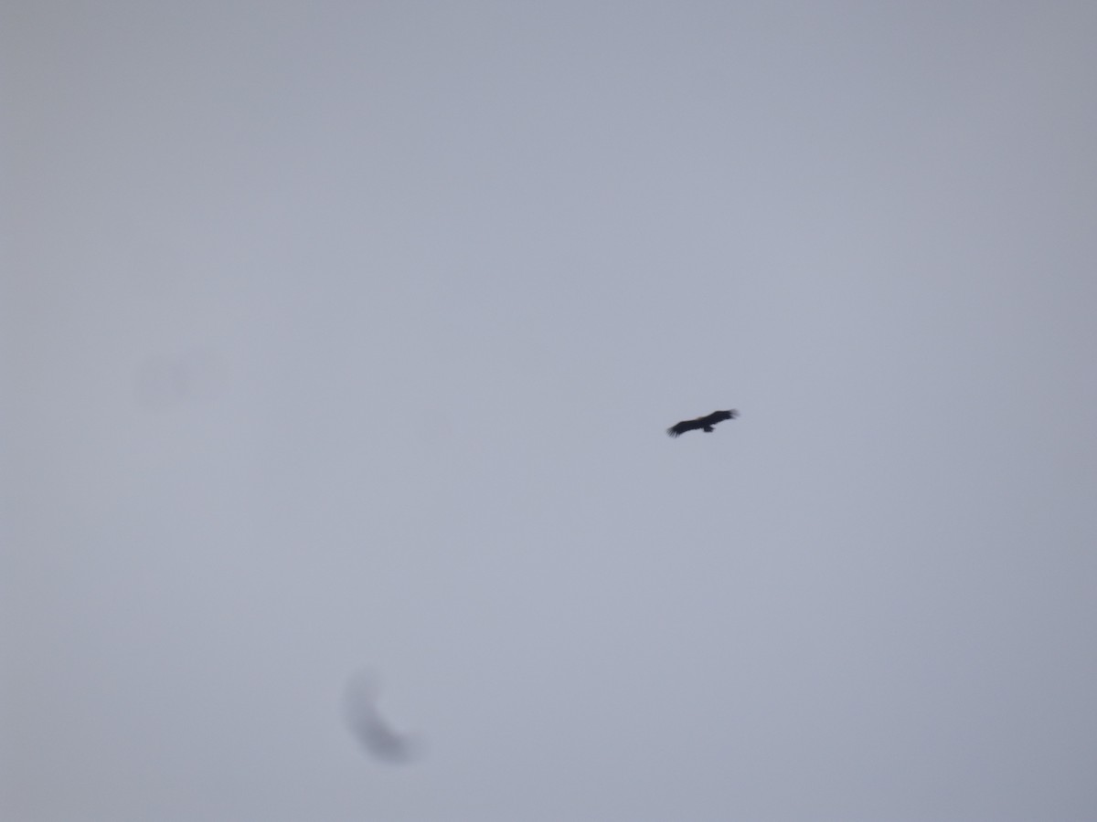 クロハゲワシ - ML647178310