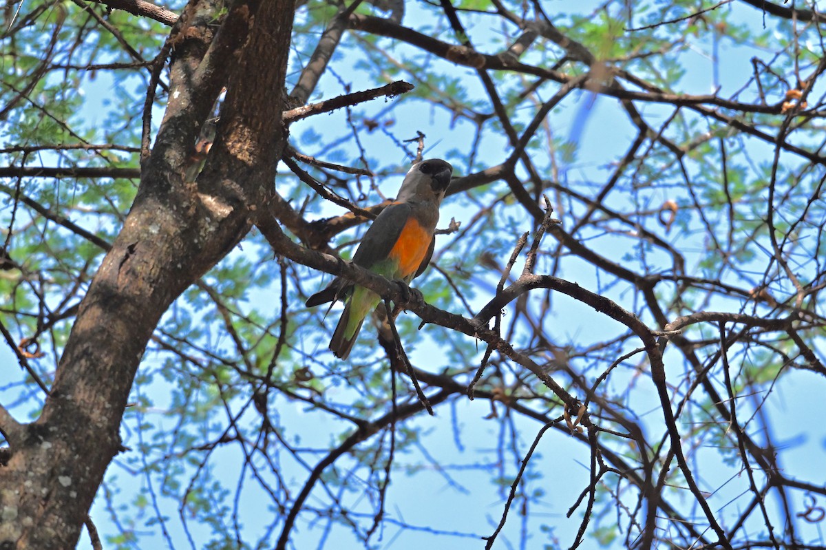 papoušek oranžovoprsý - ML647178323