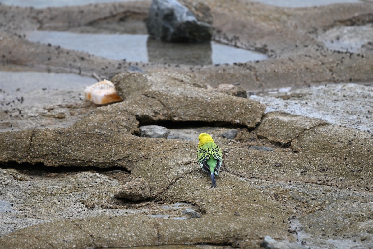 Budgerigar (Domestic type) - ML647178325