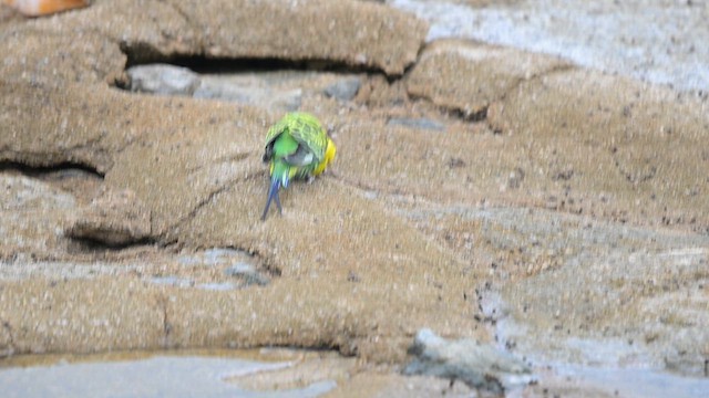 Budgerigar (Domestic type) - ML647178326