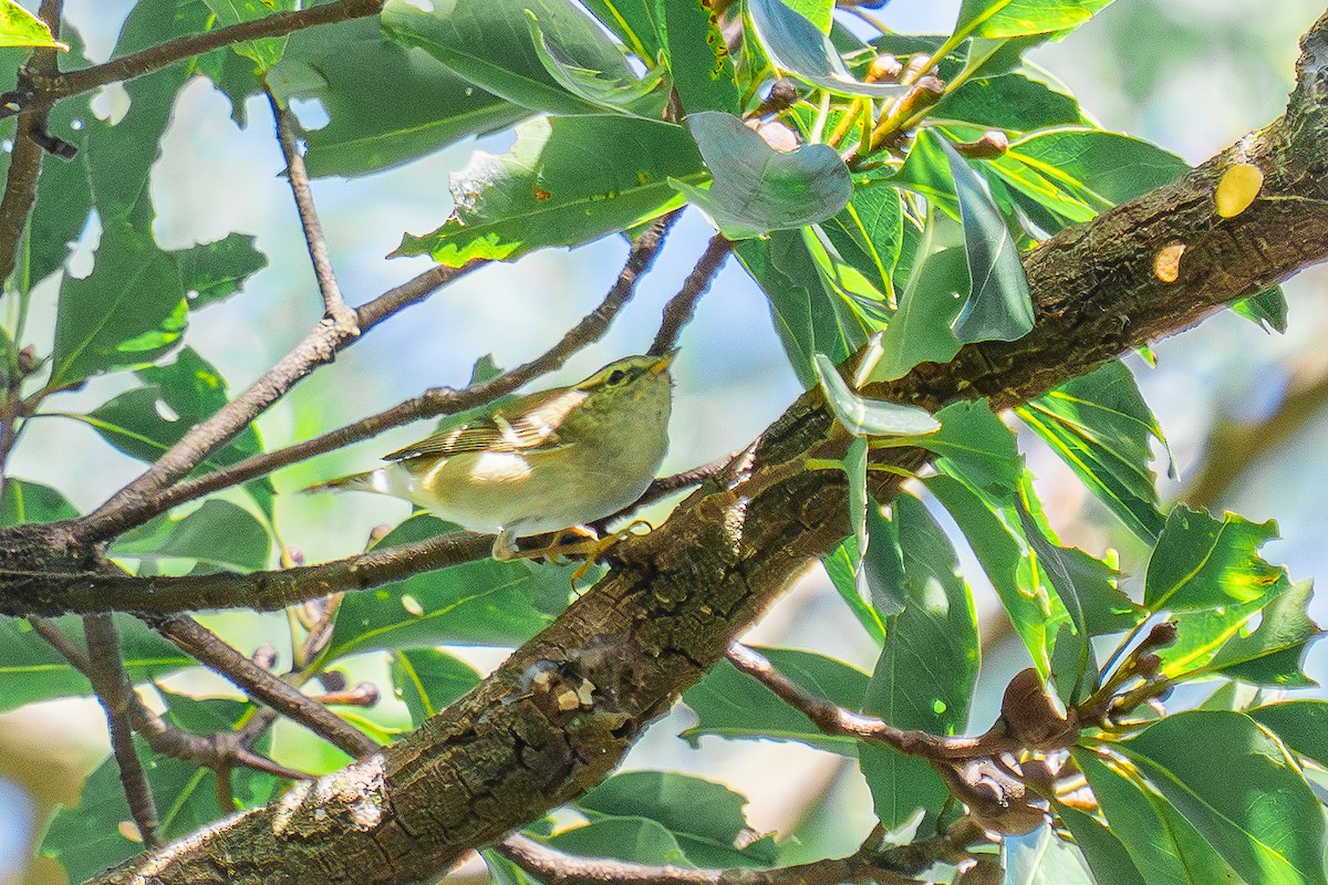 Yellow-browed Warbler - ML647178328