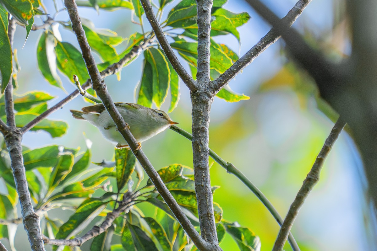 Yellow-browed Warbler - ML647178329