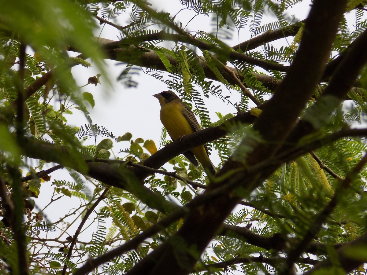 Black-headed Bunting - ML647178334