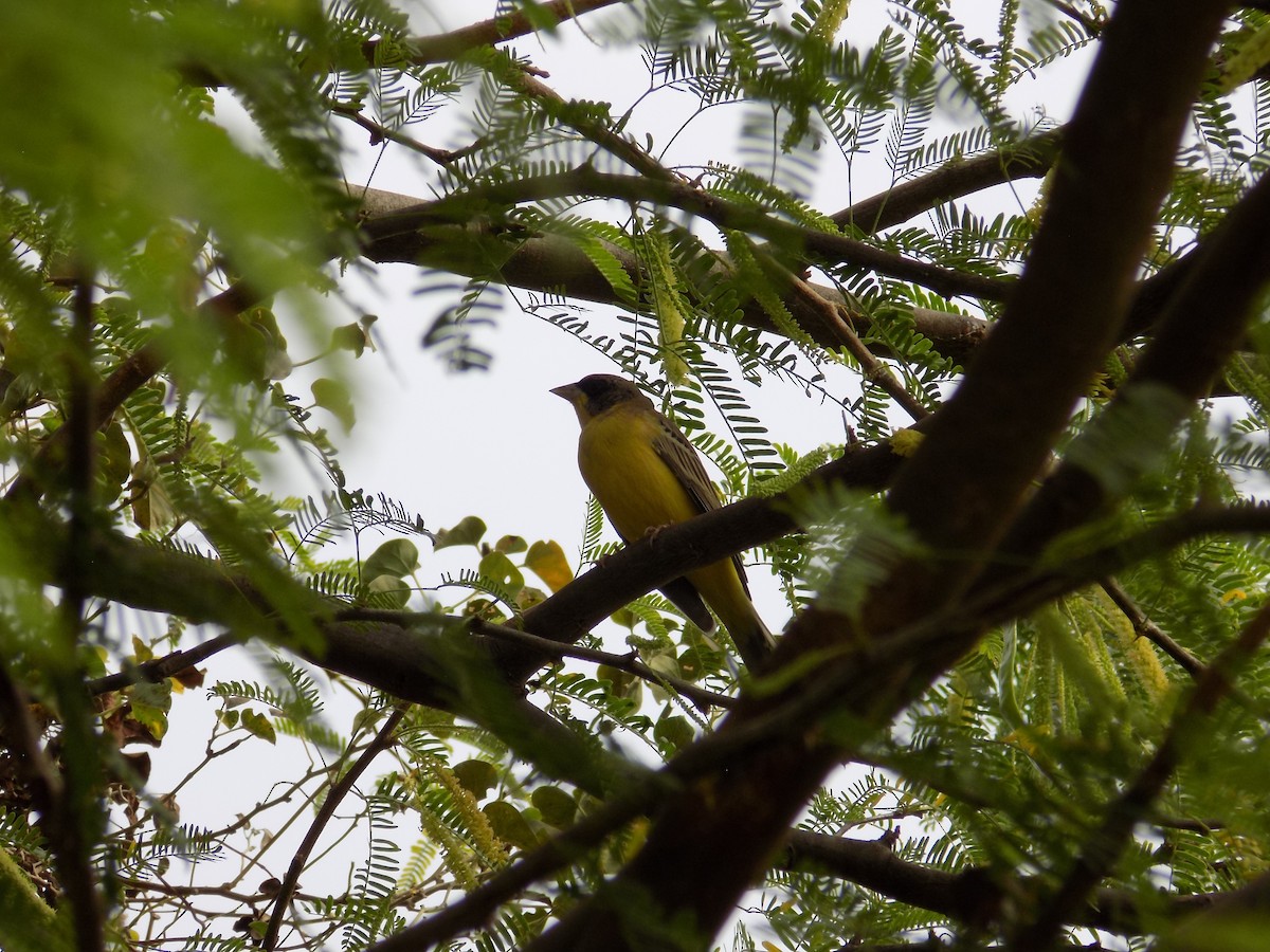 Black-headed Bunting - ML647178335