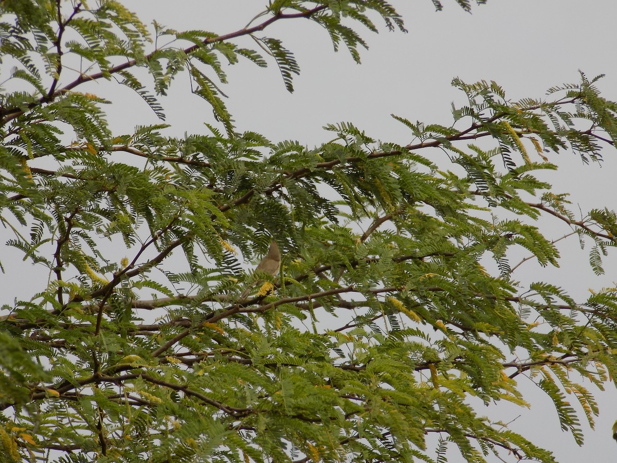 Black-headed Bunting - ML647178336