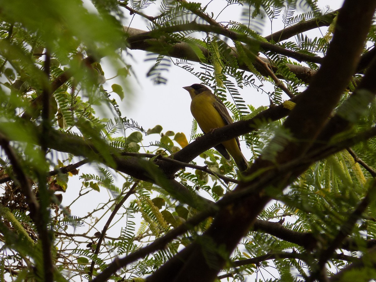 Black-headed Bunting - ML647178337