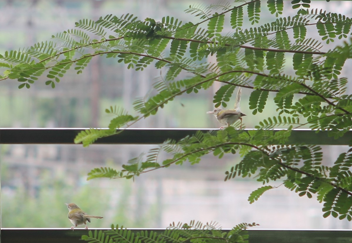 Common Tailorbird - ML647178347