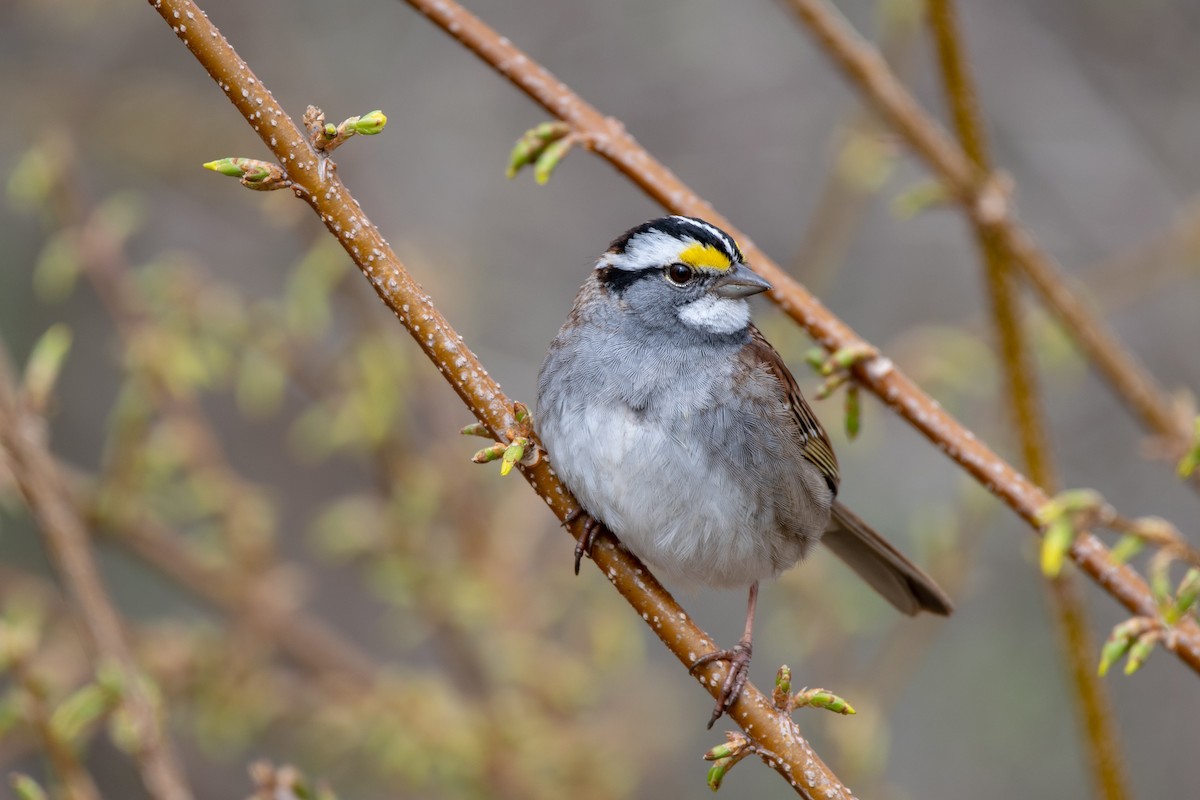 Ak Boğazlı Serçe - ML647178373