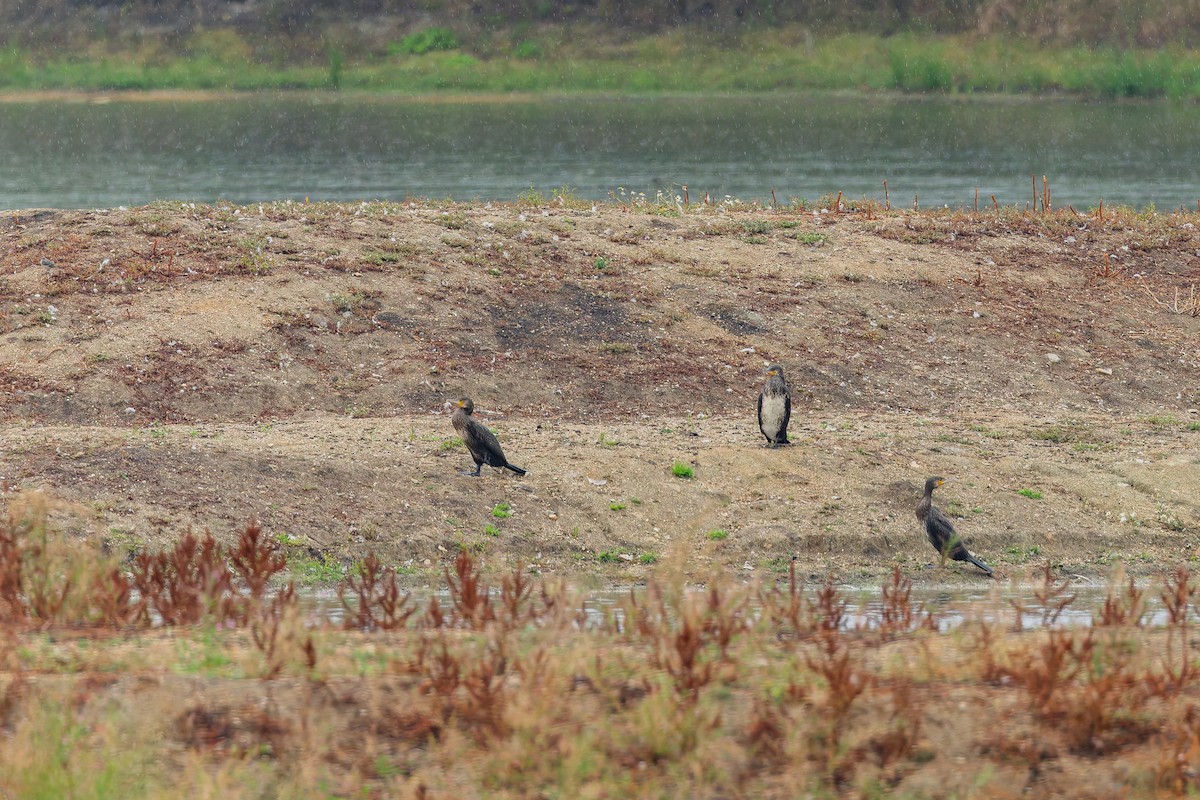 Great Cormorant - ML647178376