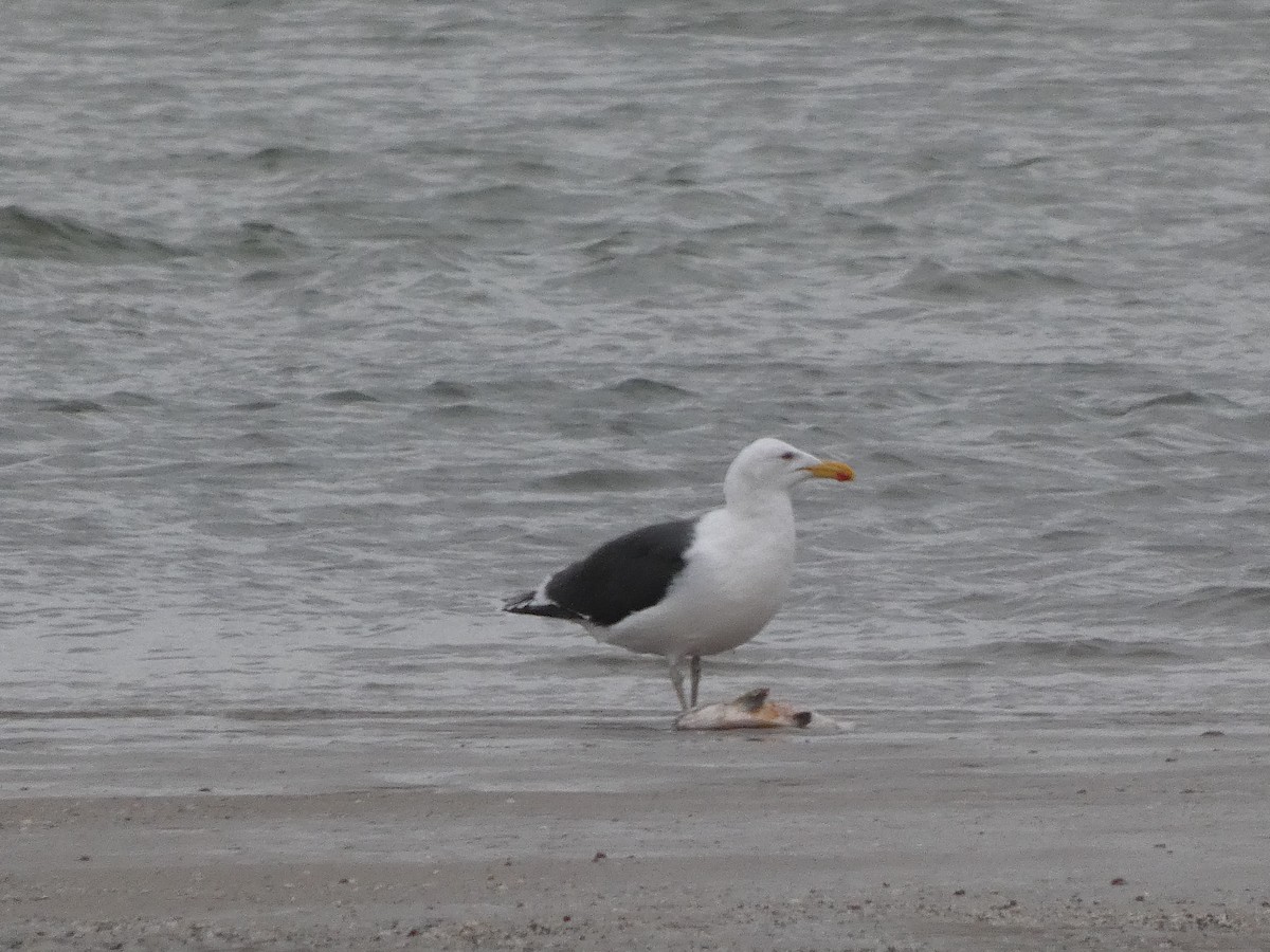 Great Black-backed Gull - ML647178378
