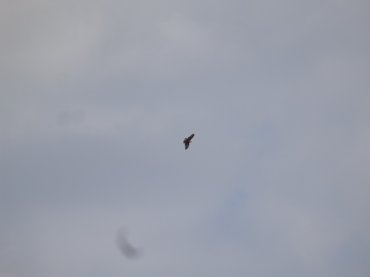 Kızıl Şahin - ML647178379