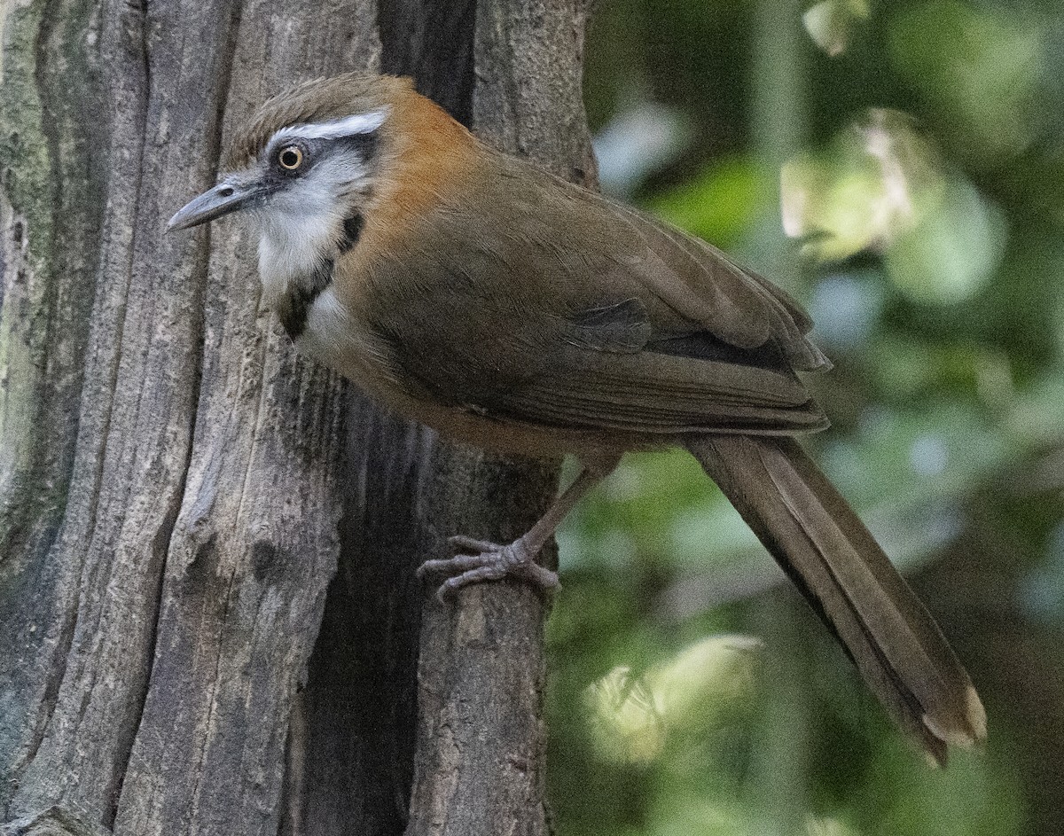 Lesser Necklaced Laughingthrush - ML647178386