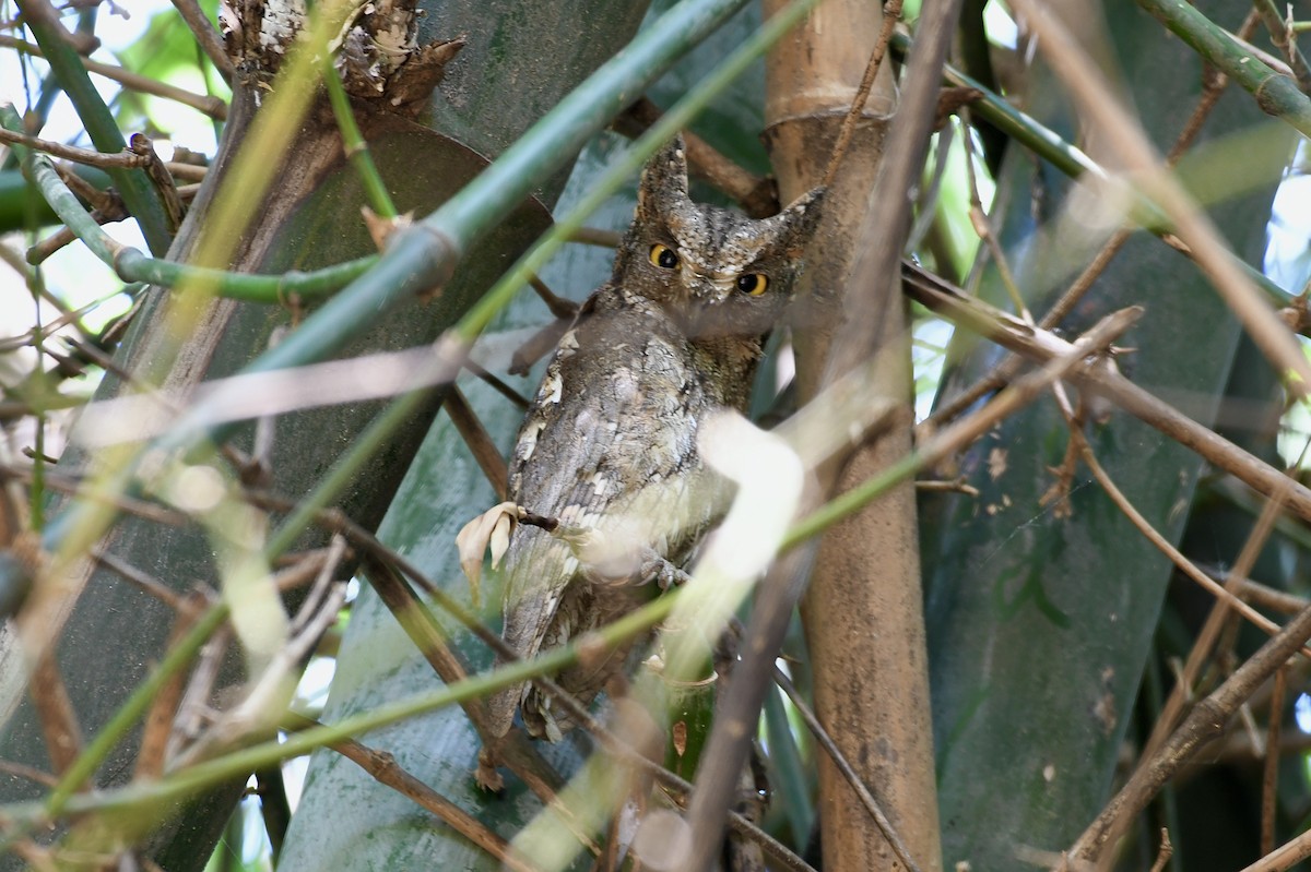 Petit-duc d'Orient - ML647178387