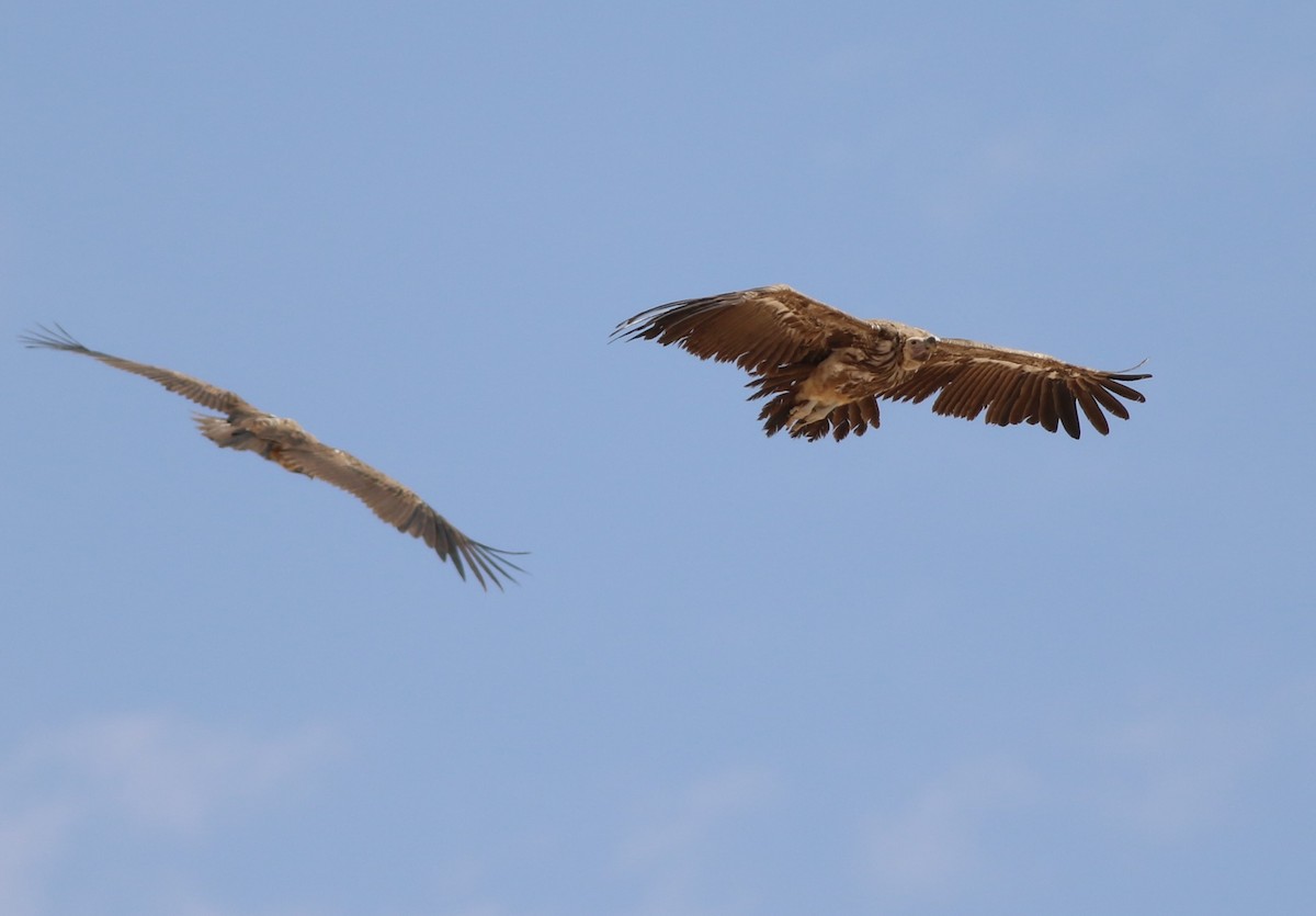 Lappet-faced Vulture - ML647178390