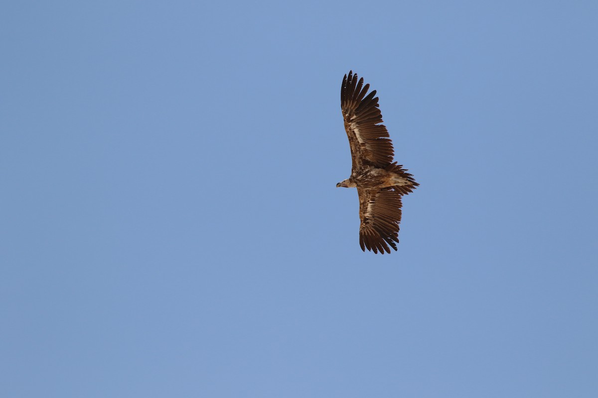 Lappet-faced Vulture - ML647178391