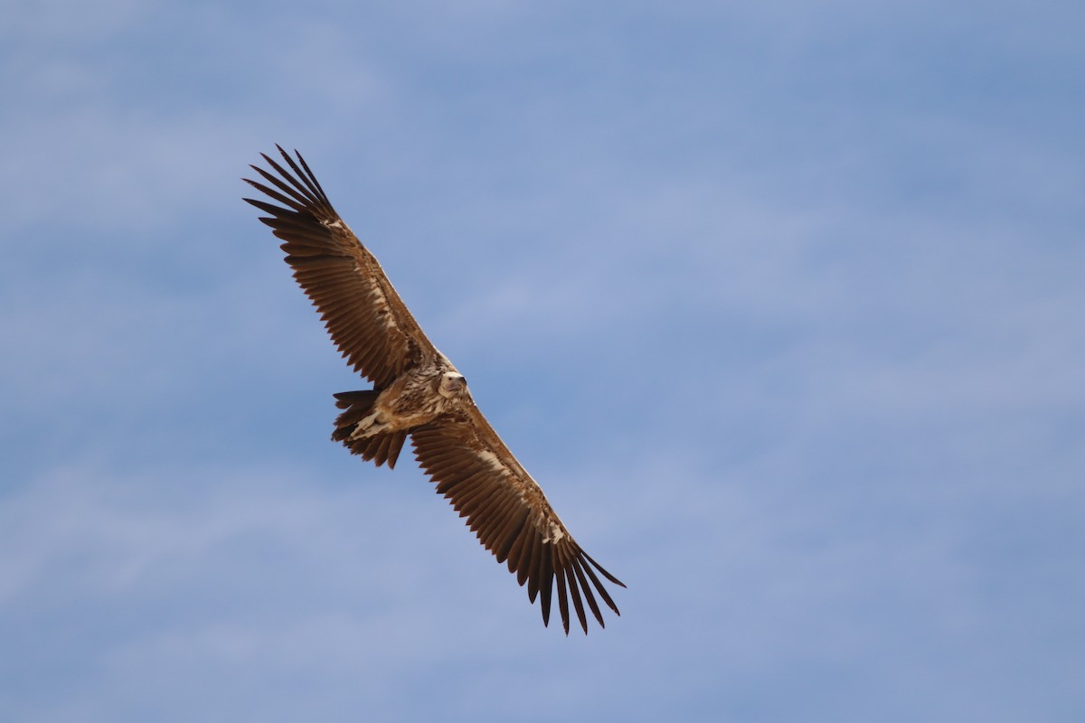 Lappet-faced Vulture - ML647178392
