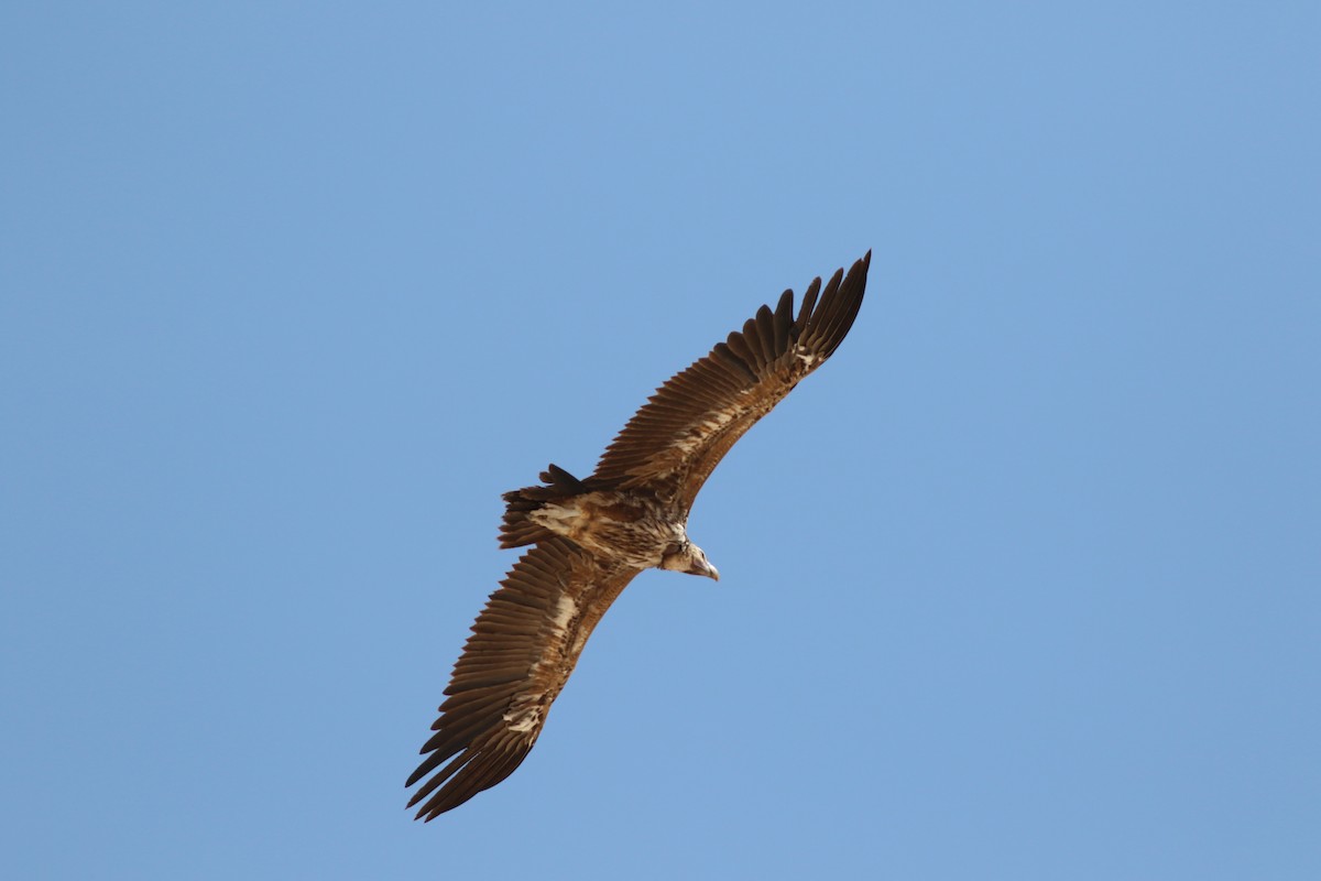 Lappet-faced Vulture - ML647178393