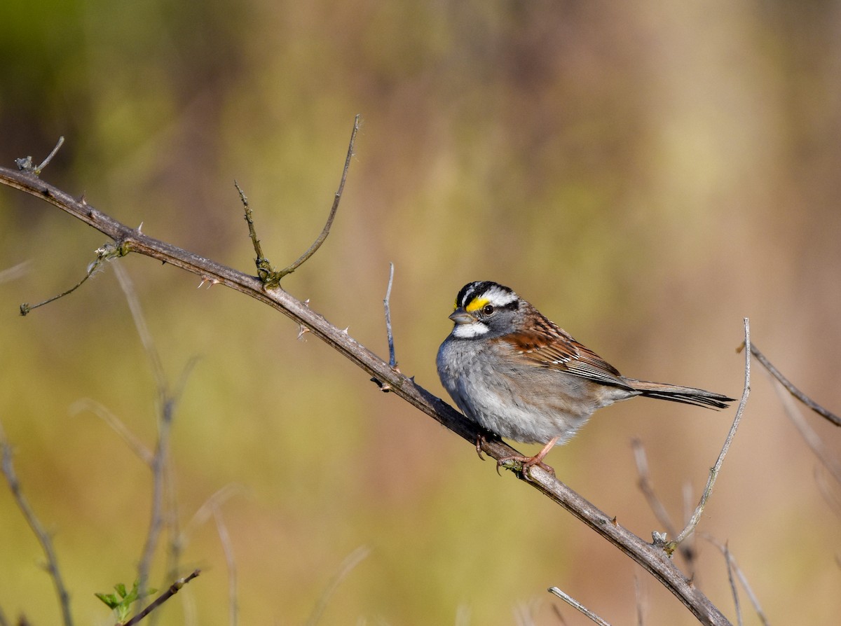 Ak Boğazlı Serçe - ML647178403