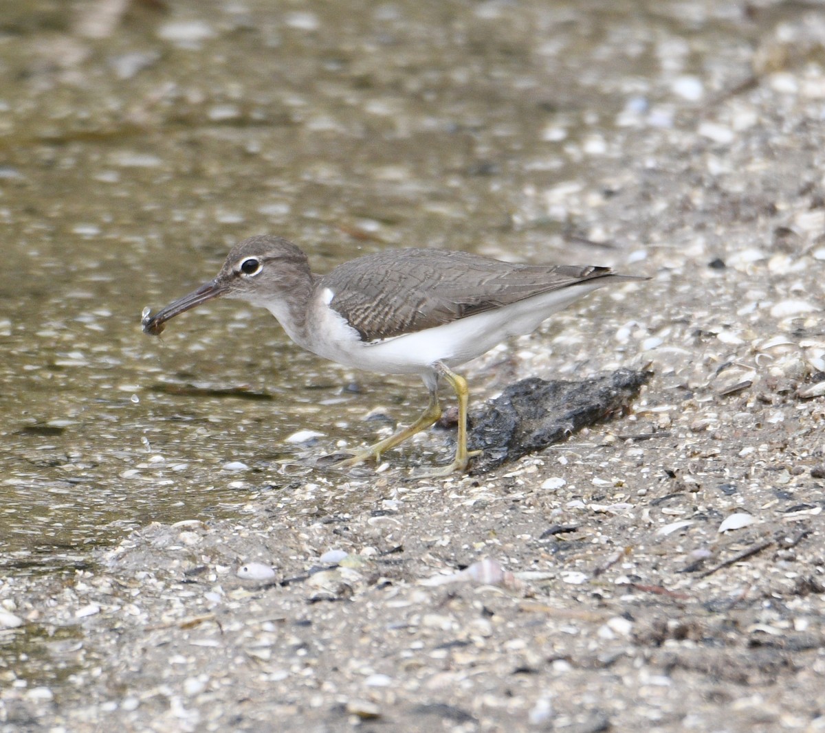 Spotted Sandpiper - ML647178406