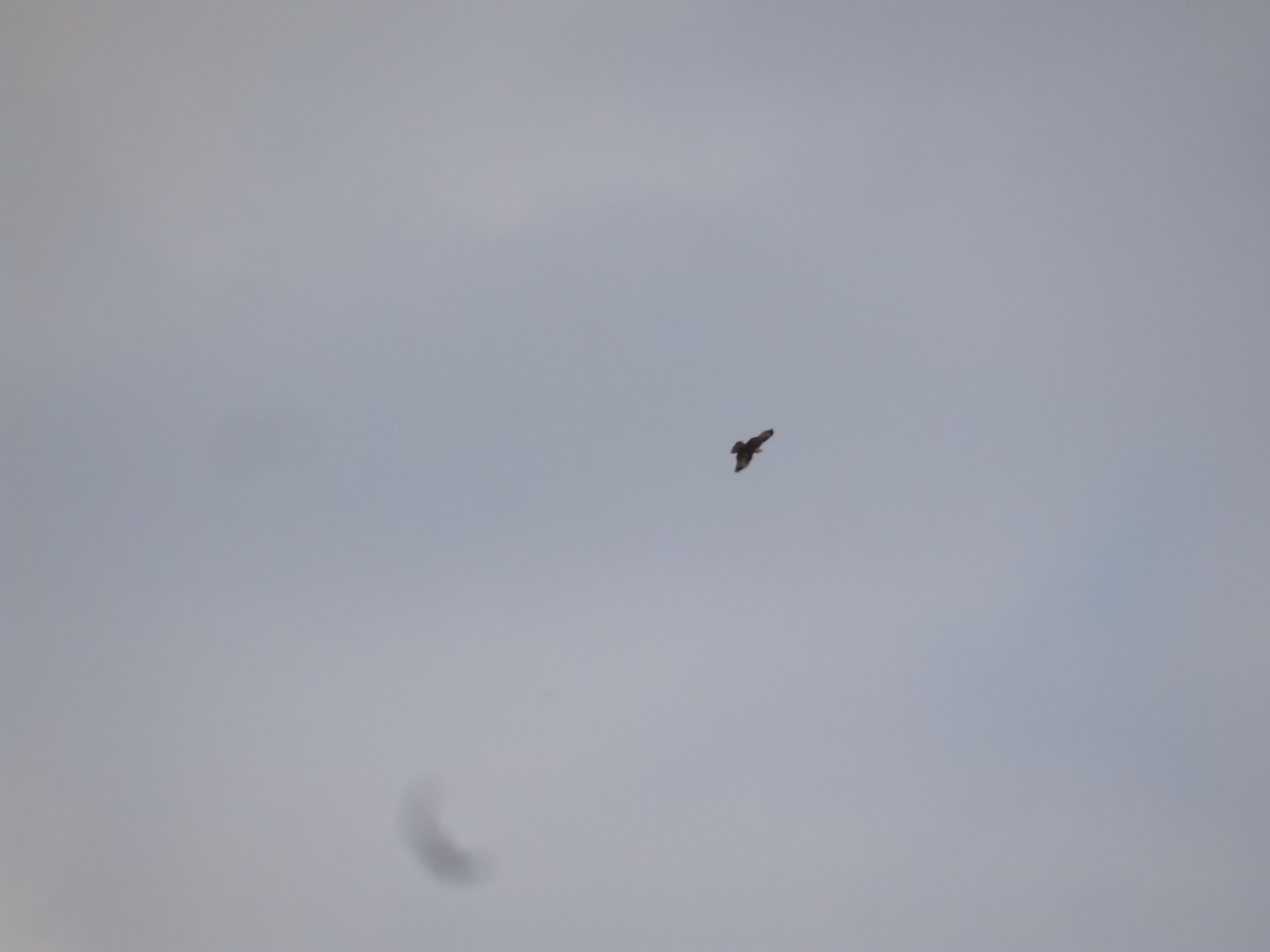 Kızıl Şahin - ML647178407