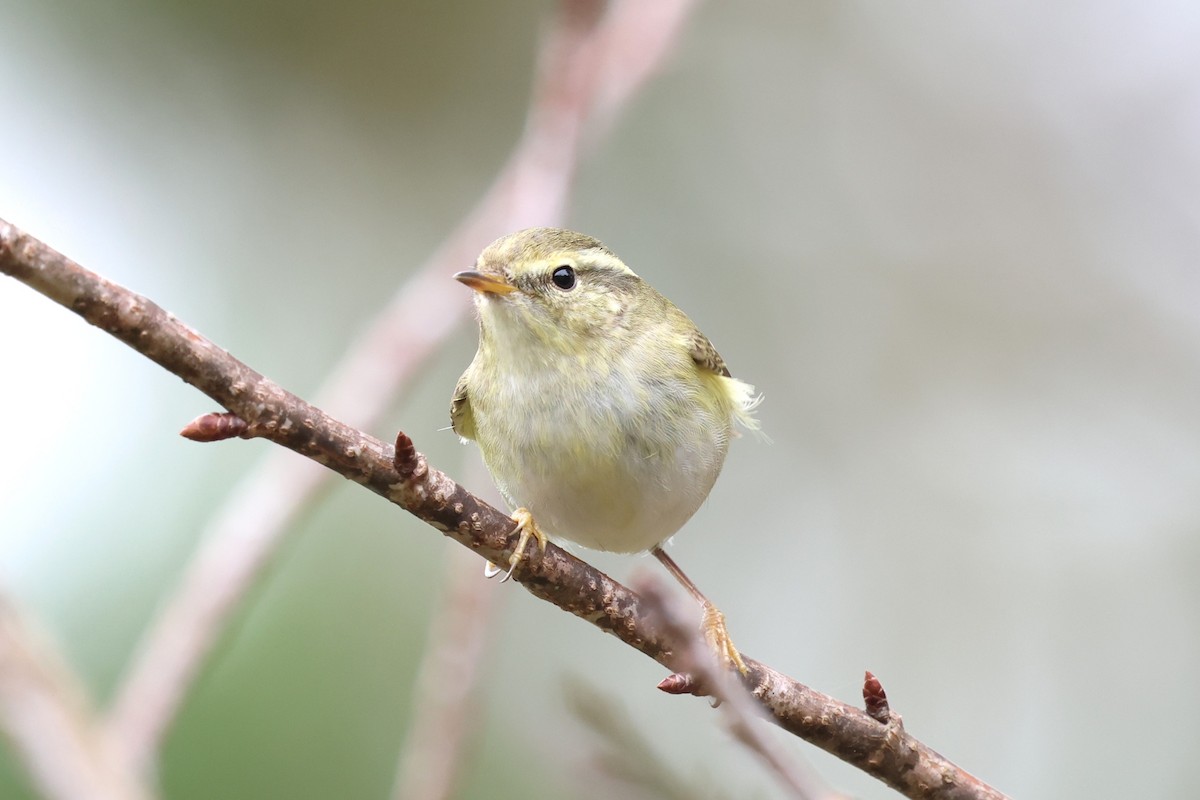Yellow-browed Warbler - ML647178425