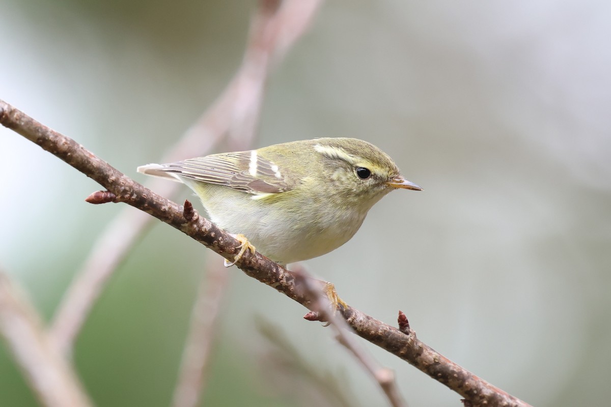 Yellow-browed Warbler - ML647178426