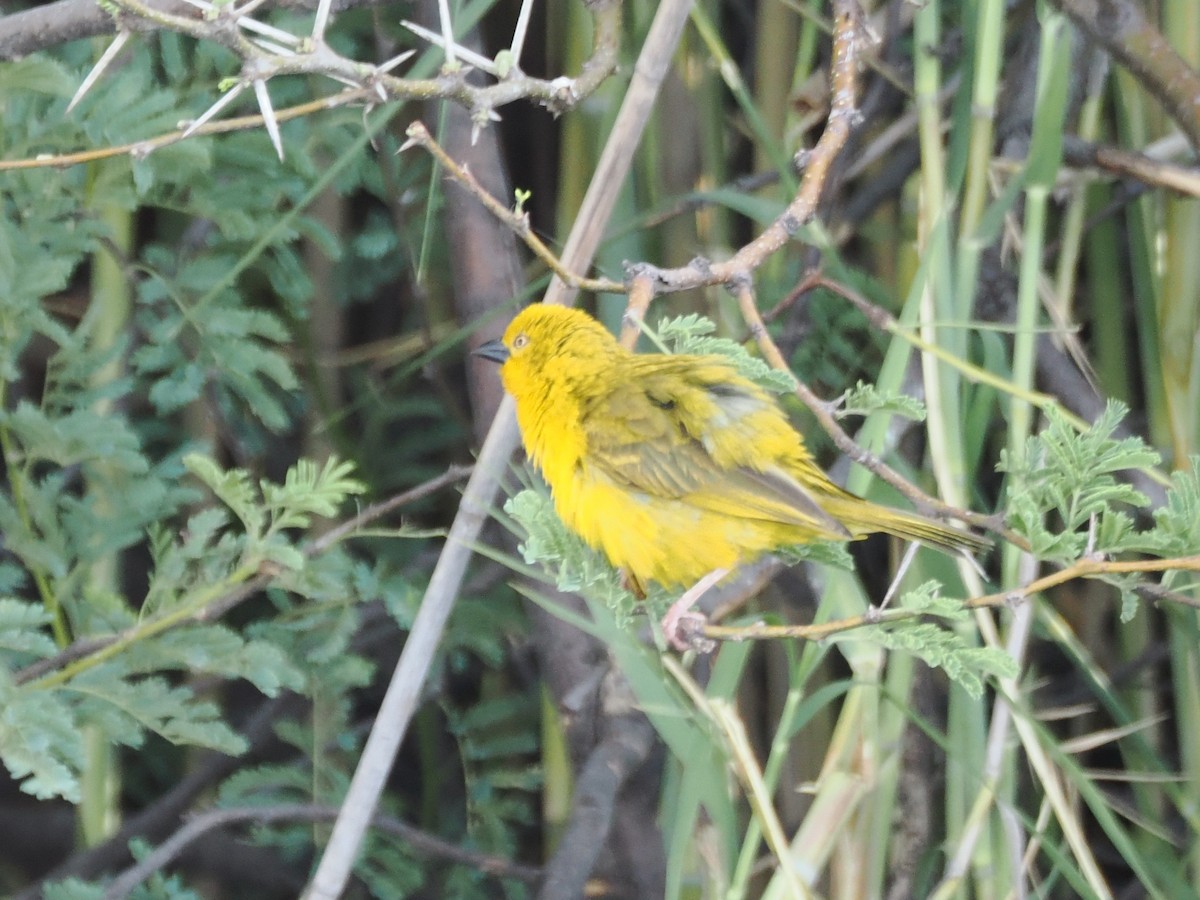 Holub's Golden-Weaver - ML647178431