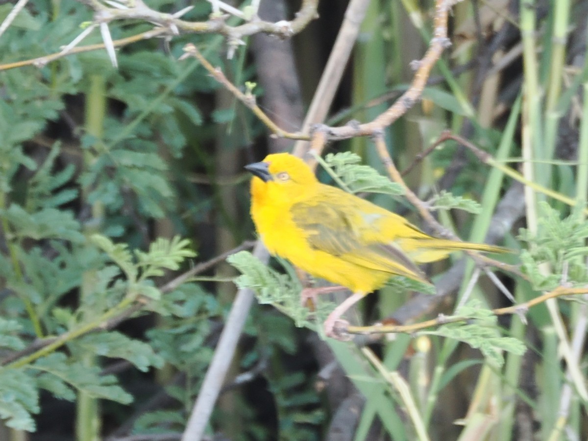 Holub's Golden-Weaver - ML647178432