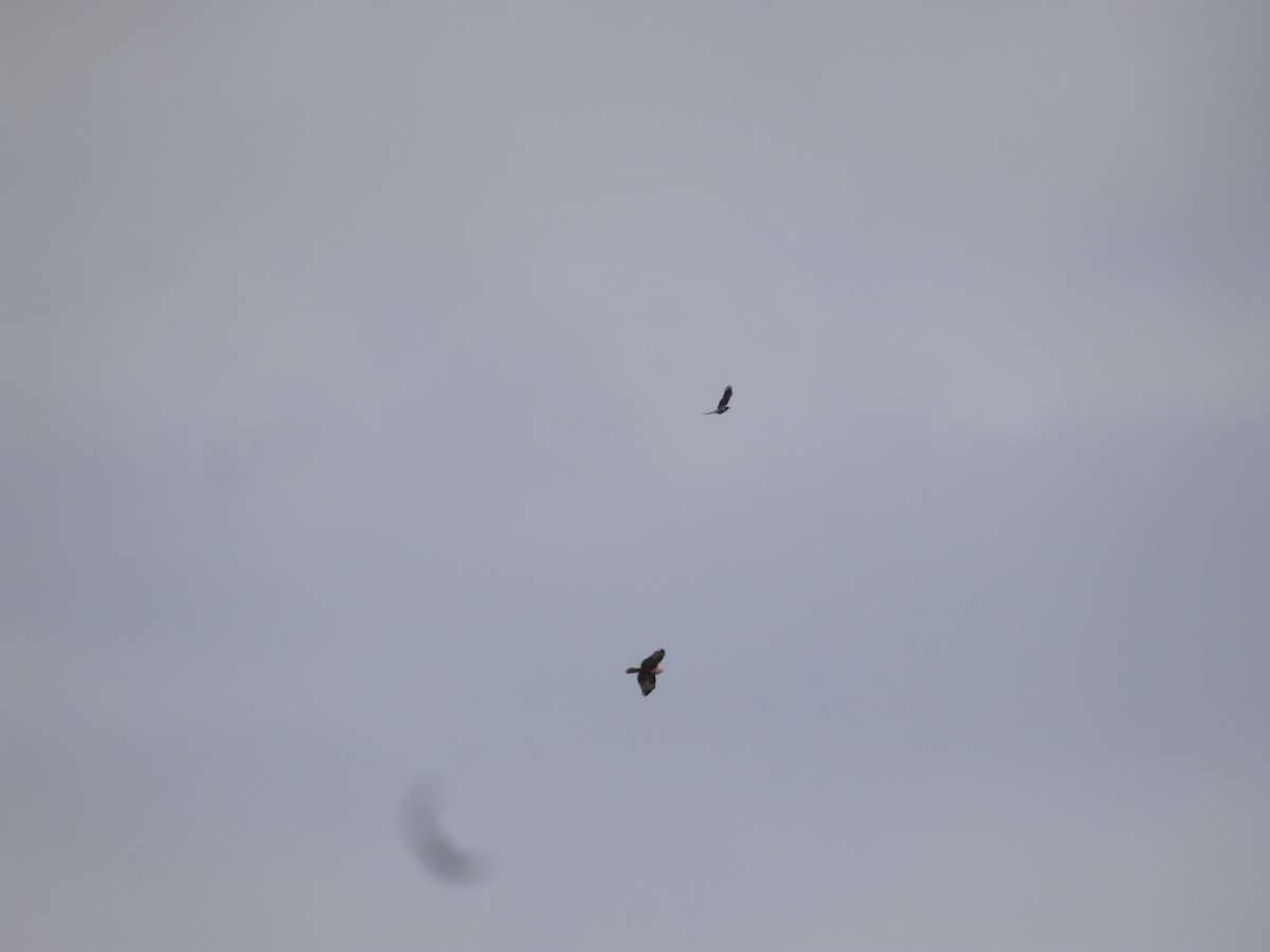 Kızıl Şahin - ML647178433