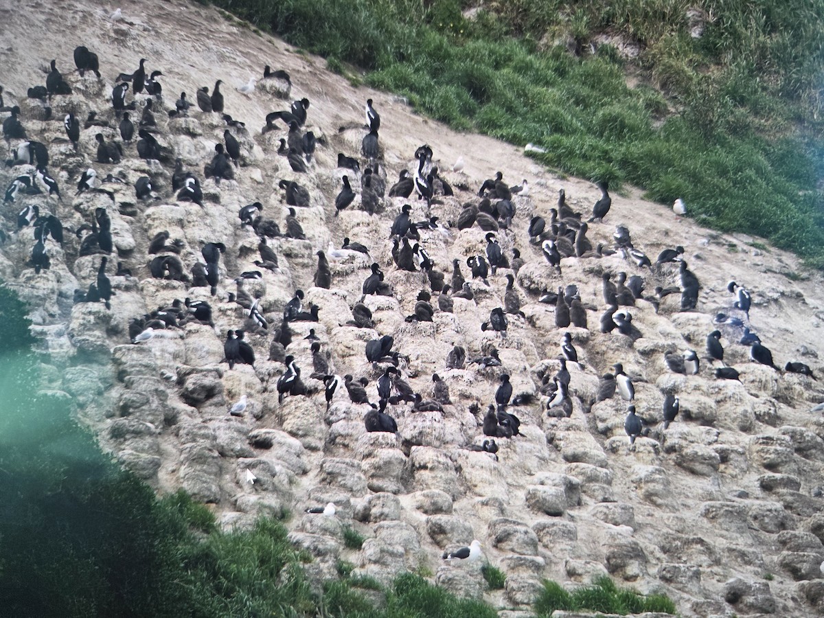 Stewart Island Shag (Otago) - ML647178438