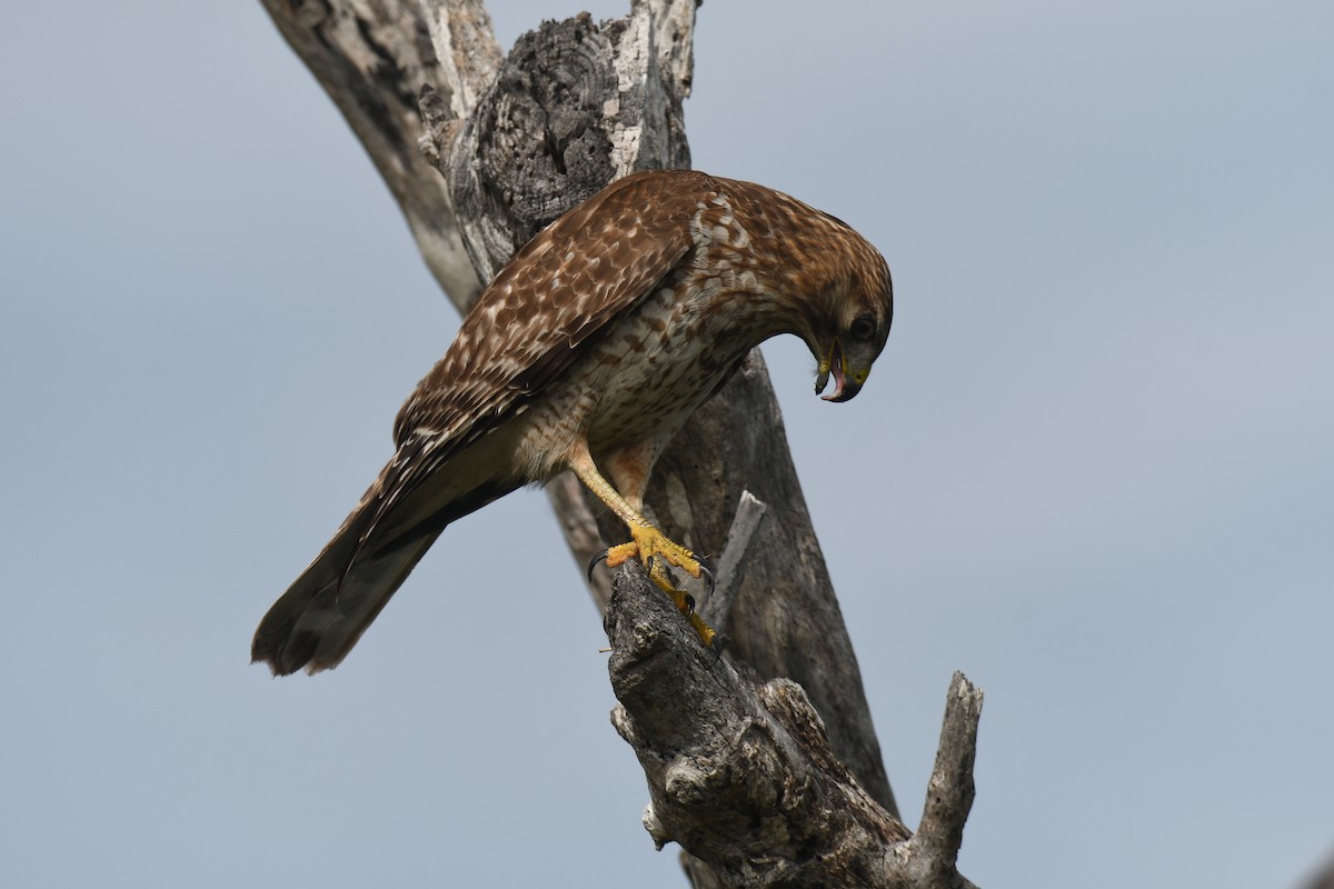 Red-shouldered Hawk - ML647178440