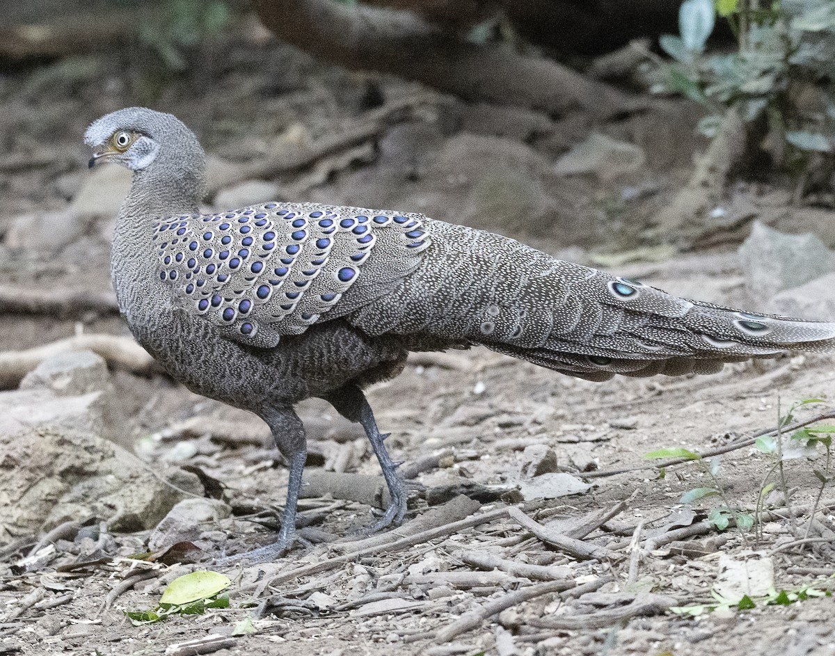 filigransfasan - ML647178441